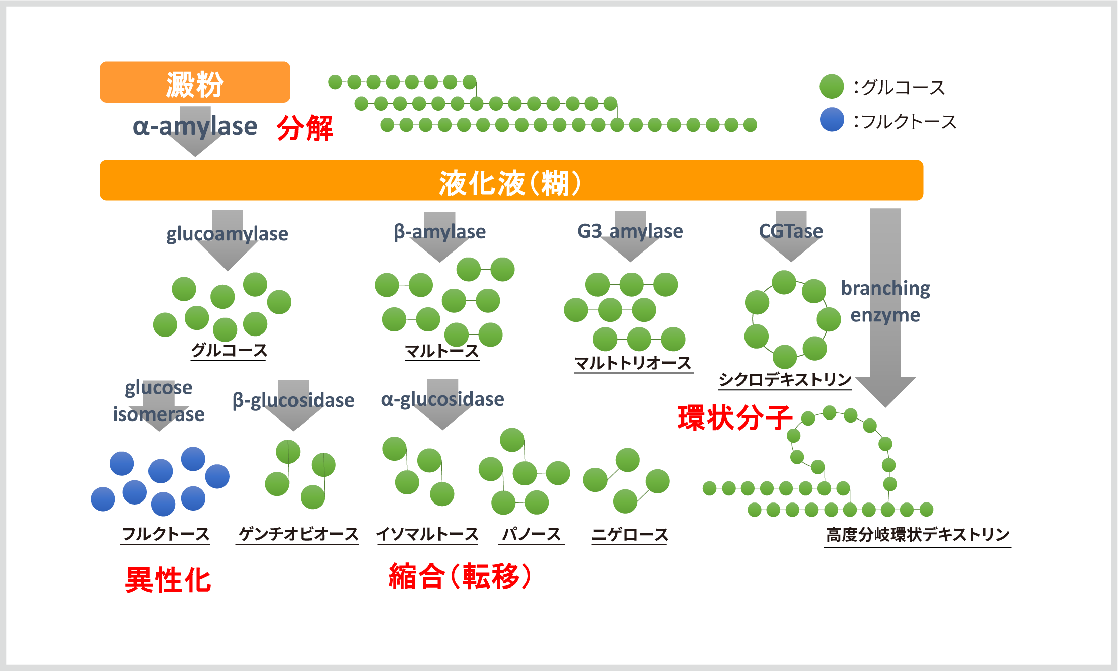 でん粉の糖化 _ でんぷん 糖化 温度 | でん粉の構造 – TDYARW